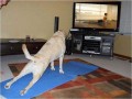 Yoga dog