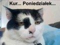 Kur poniedzialek