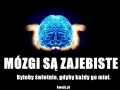Mózgi są zajebiste