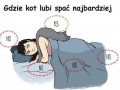 Gdzie lubią spać koty