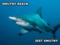 Smutny rekin