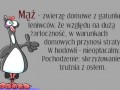 Punk widzenia kobiet