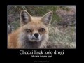 Chodzi lisek