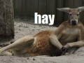 Hay