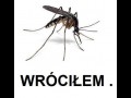 Wróciłem