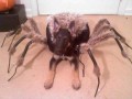 Spiderdog