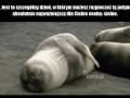 Walentynki są lepsze gdy jesteś singlem