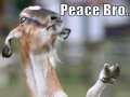Peacebro