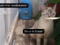 Na co to komu