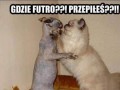 Przepił futro