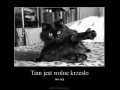 Kot śpi na łóżku