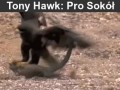 Tony hawk