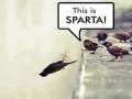 This is sparta