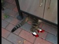 Pussy after party