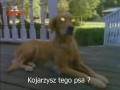 Gesiaskorka