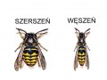 Szerszeń i węszeń