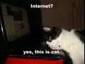 Yes this is a cat