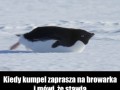 Kumpel stawia
