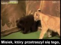 Miśki które zachowują się jak ludzie