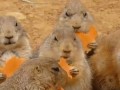 Omnomnom