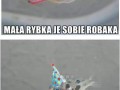 Mała rybka