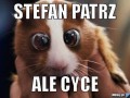 Patrz stefan