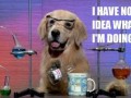 Cool dog