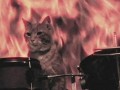 Cat in flames