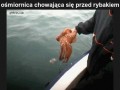 Garść ciekawych gifów