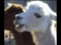 Lamb4wtwd