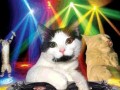 Kot party