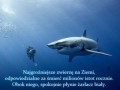 Najgroźniejsze