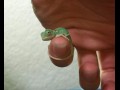 Small