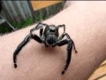 Jeśli masz arachnofobię czy coś w tym stylu to mam tu fajne obrazki
