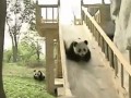 Pandzia 
