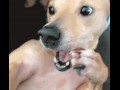Apsik