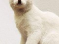 Adolf cat