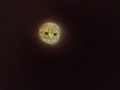 Moon cat