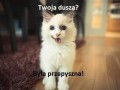 Ponoć dusze są dobre