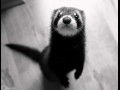 Fredka