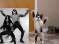 Metal cat
