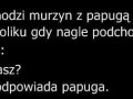 Murzyn z papugą