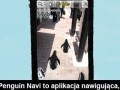 Zgubiłeś się w mieście podążaj za pingwinami 
