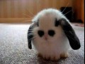 Awwwwh