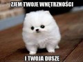 Czaisz kuwa czaisz