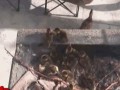Ratuj kacze