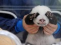 Pandalt3
