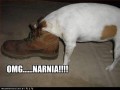 Omg narnia