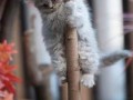 Sweet kitty