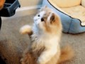 Sushi kot